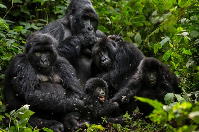 Gorilla Family
